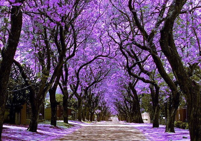 Jacarandas
